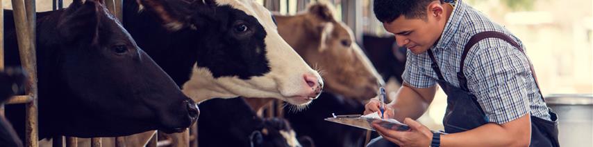 Gentleman carrying out health checks for cows living on farms 