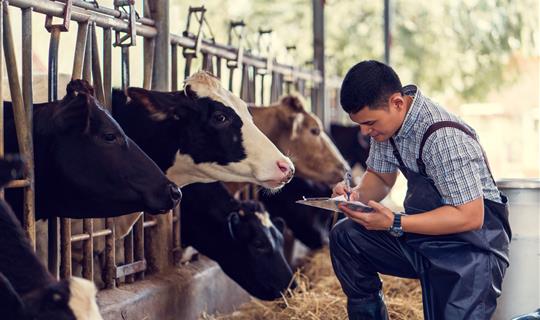 Gentleman carrying out health checks for cows living on farms 