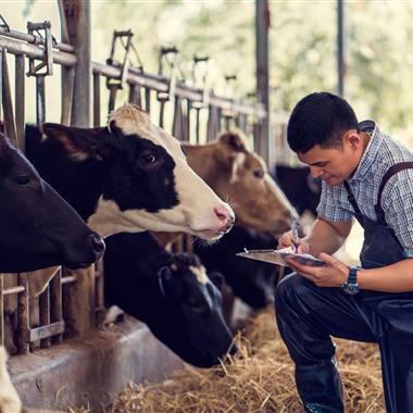 Gentleman carrying out health checks for cows living on farms 