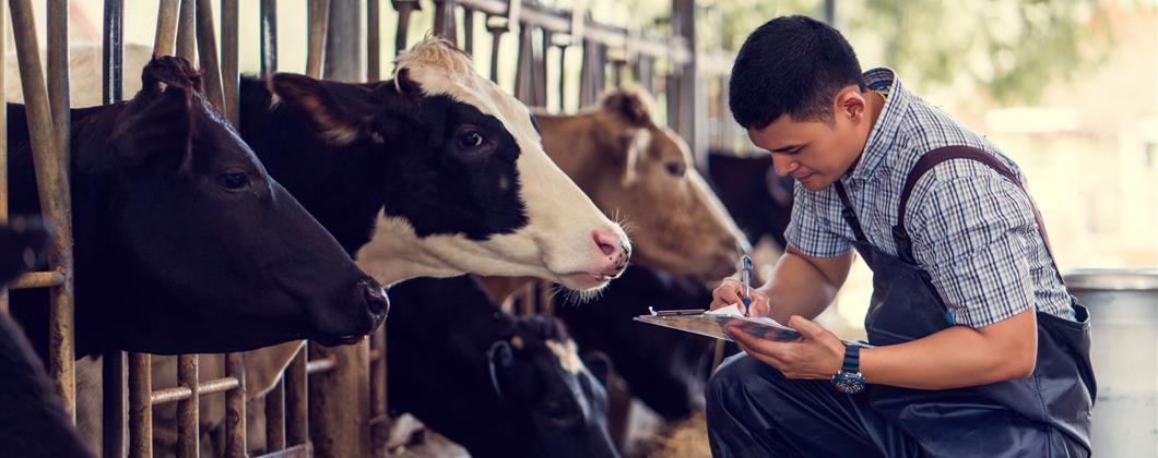 Gentleman carrying out health checks for cows living on farms 