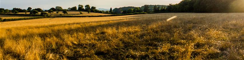 Pitcure of field on a sunny evening 